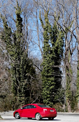 image of Hedera helix var. helix, English Ivy, Common Ivy