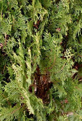 Platycladus orientalis, Oriental Arborvitae, Tree-of-life