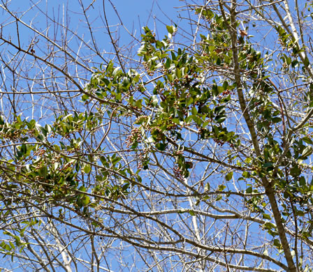 image of Smilax smallii, Jackson-brier, Unarmed Catbrier, Sweet-scented Smilax