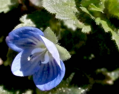 image of Veronica persica, Bird's-eye Speedwell