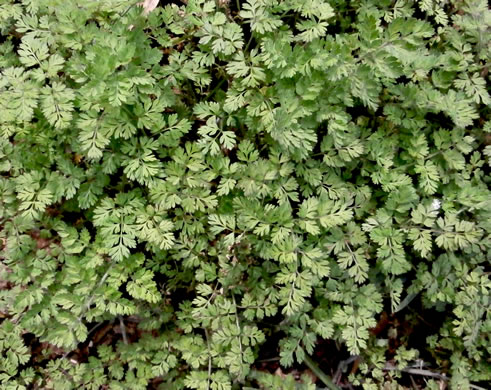 image of Chaerophyllum tainturieri, Southern Chervil, Wild Chervil, Hairyfruit Chervil