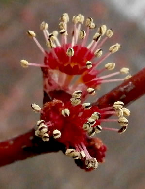 Eastern Red Maple