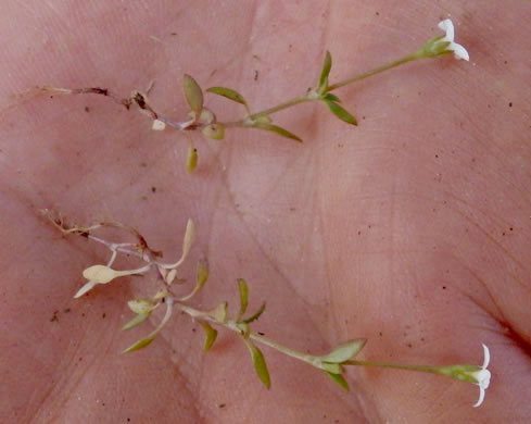 image of Houstonia micrantha, Southern Bluet