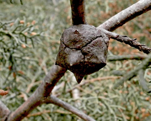 image of Hesperocyparis arizonica, Arizona Cypress