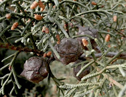 image of Hesperocyparis arizonica, Arizona Cypress