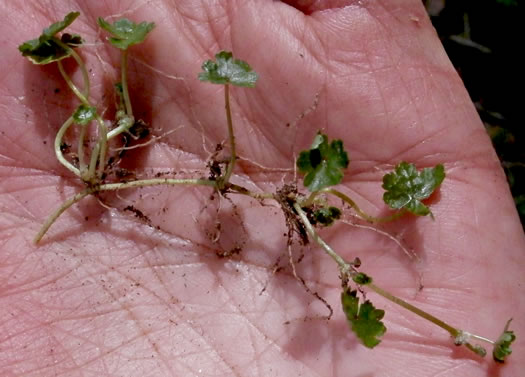 image of Hydrocotyle sibthorpioides, Lawn Marsh-pennywort, Lawn Water-pennywort