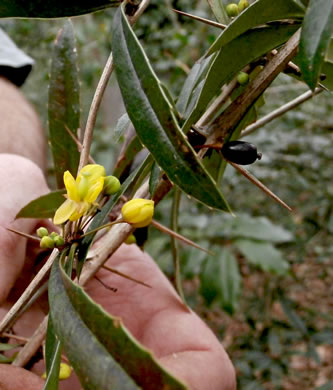 image of Berberis julianae, Evergreen Barberry, Wintergreen Barberry