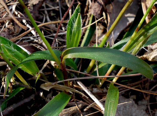 image of Luzula acuminata var. carolinae, Carolina Woodrush, Southern Hairy Woodrush