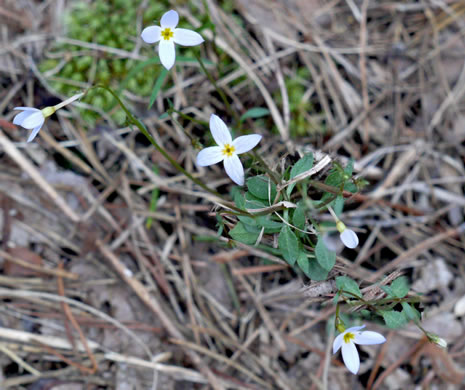 image of Houstonia caerulea, Quaker Ladies, Common Bluet, Innocence, Azure Bluet