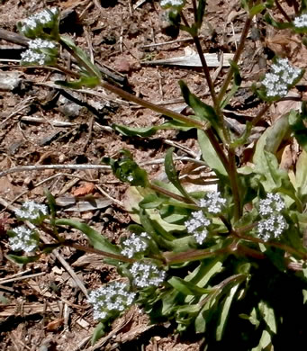 image of Valerianella locusta, European Cornsalad