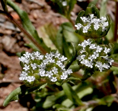 image of Valerianella locusta, European Cornsalad