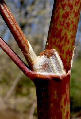 image of Reynoutria japonica var. japonica, Japanese Knotweed, Japanese Bamboo, Japanese Buckwheat