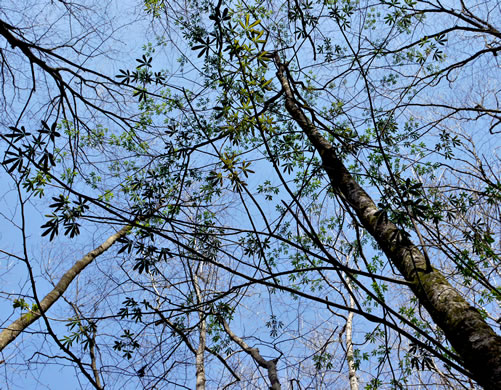 image of Aesculus flava, Yellow Buckeye