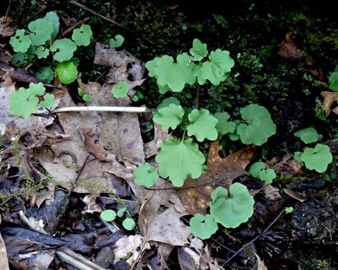 image of Cardamine flagellifera +, Blue Ridge Bittercress