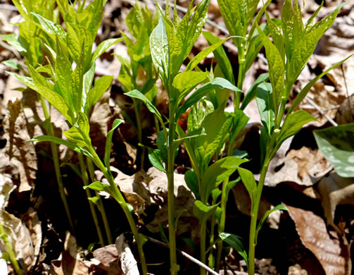 image of Cubelium concolor, Eastern Green-violet