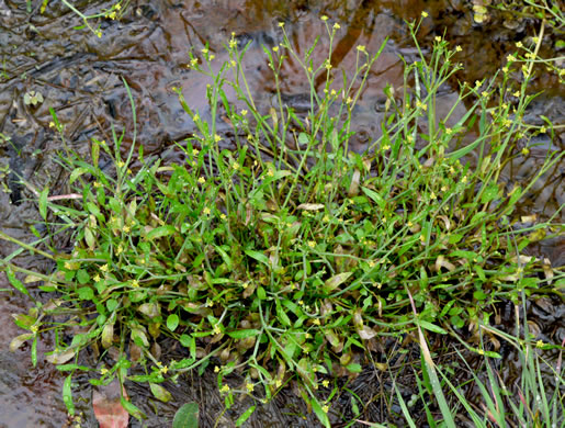 image of Ranunculus pusillus, Low Spearwort, Small Spearwort