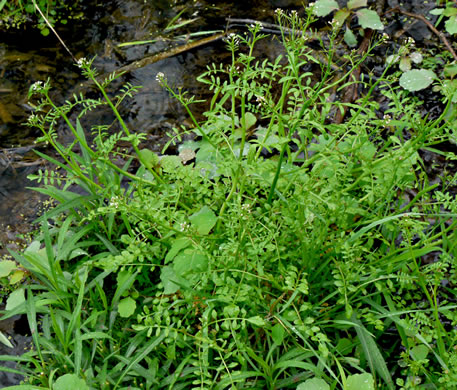 image of Cardamine pensylvanica, Pennsylvania Bittercress, Quaker Bittercress