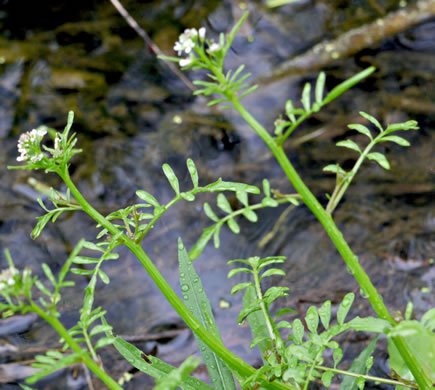 image of Cardamine pensylvanica, Pennsylvania Bittercress, Quaker Bittercress