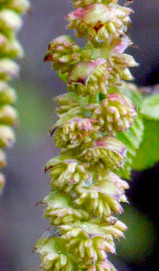 image of Carpinus caroliniana +, Musclewood, American Hornbeam, Blue-beech, Ironwood