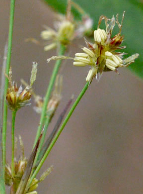 image of Luzula echinata, Hedgehog Woodrush, Spreading Woodrush