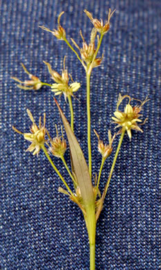 image of Luzula echinata, Hedgehog Woodrush, Spreading Woodrush