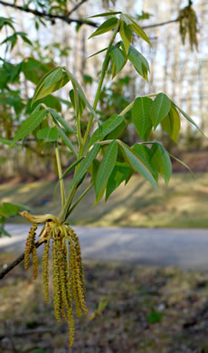 image of Carya tomentosa, Mockernut Hickory, White Hickory