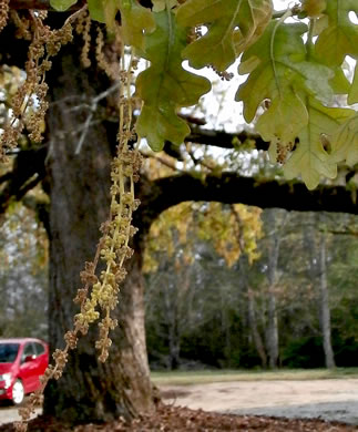 Post Oak