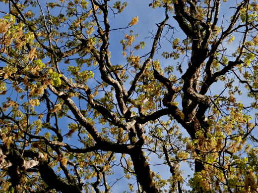 image of Quercus stellata, Post Oak