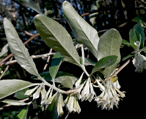 image of Elaeagnus umbellata, Autumn-olive, Spring Silverberry, Oriental Silverleaf