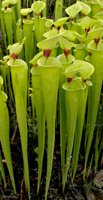 Yellow Pitcherplant