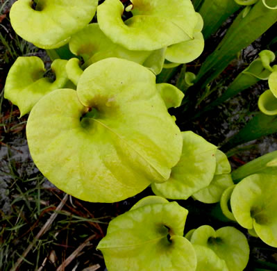 image of Sarracenia flava, Yellow Pitcherplant, Yellow Trumpet, Trumpets