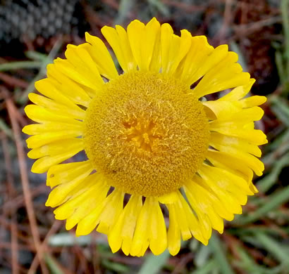 image of Helenium vernale, Savannah Sneezeweed, Spring Helenium