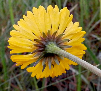 image of Helenium vernale, Savannah Sneezeweed, Spring Helenium