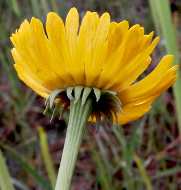 image of Helenium vernale, Savannah Sneezeweed, Spring Helenium