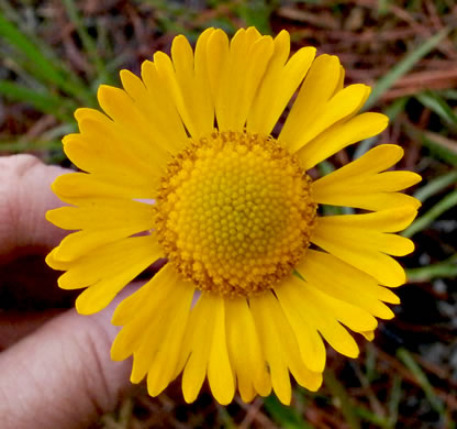 Spring Helenium