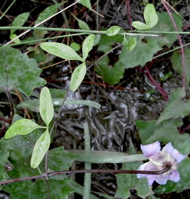 image of Clematis crispa, Southern Leatherflower, Marsh Clematis, Swamp Leatherflower, Blue Jasmine