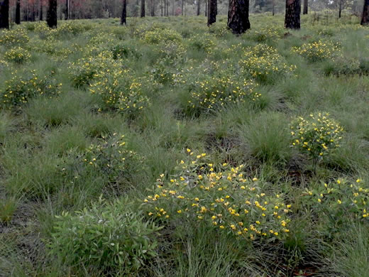 image of Baptisia lanceolata var. lanceolata, Gopherweed, Lanceleaf Wild Indigo