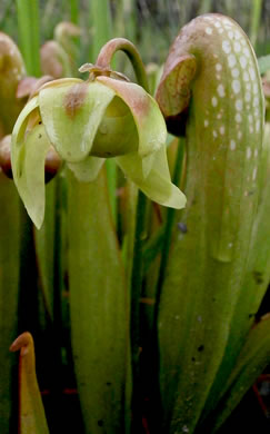 image of Sarracenia minor var. minor, Hooded Pitcherplant