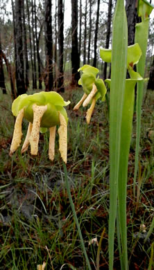 image of Sarracenia flava, Yellow Pitcherplant, Yellow Trumpet, Trumpets