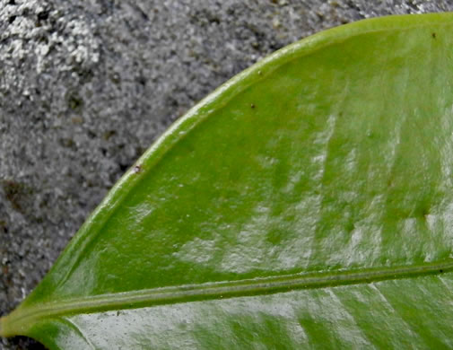 image of Lyonia lucida, Shining Fetterbush, Lyonia, Hemleaf