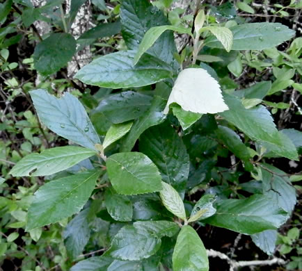 image of Clethra alnifolia, Coastal Sweet-pepperbush, Coastal White-alder