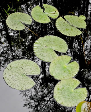 image of Nymphaea odorata ssp. odorata, Fragrant White Water-lily, American Water-lily, Sweet Water-lily, White Water-lily