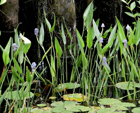 image of Pontederia cordata var. lancifolia, Lanceleaf Pickerelweed