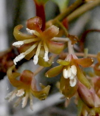 image of Smilax walteri, Coral Greenbrier, Red-berried Swamp Smilax