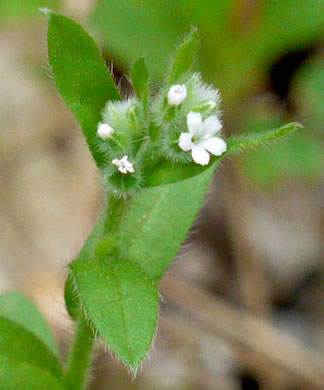 image of Myosotis verna, Spring Forget-me-not, Early Forget-me-not, Early Scorpion-grass