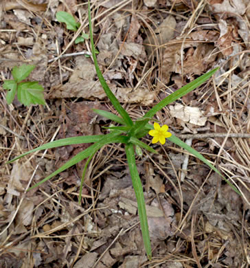 image of Hypoxis hirsuta, Yellow Stargrass, Hairy Yellow Stargrass, Common Stargrass, Upland Stargrass