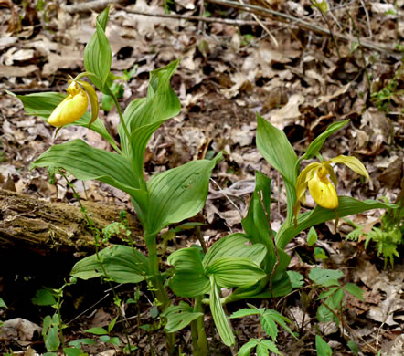 image of Cypripedium parviflorum var. pubescens, Large Yellow Lady's Slipper