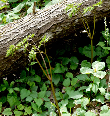 image of Actaea racemosa, Common Black Cohosh, Early Black Cohosh, Black Snakeroot, black bugbane