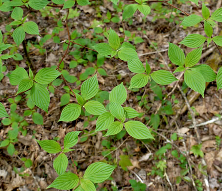 image of Swida alternifolia, Alternate-leaf Dogwood, Pagoda Dogwood, Pagoda Cornel