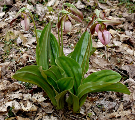 image of Cypripedium acaule, Pink Lady's Slipper, Mocassin Flower